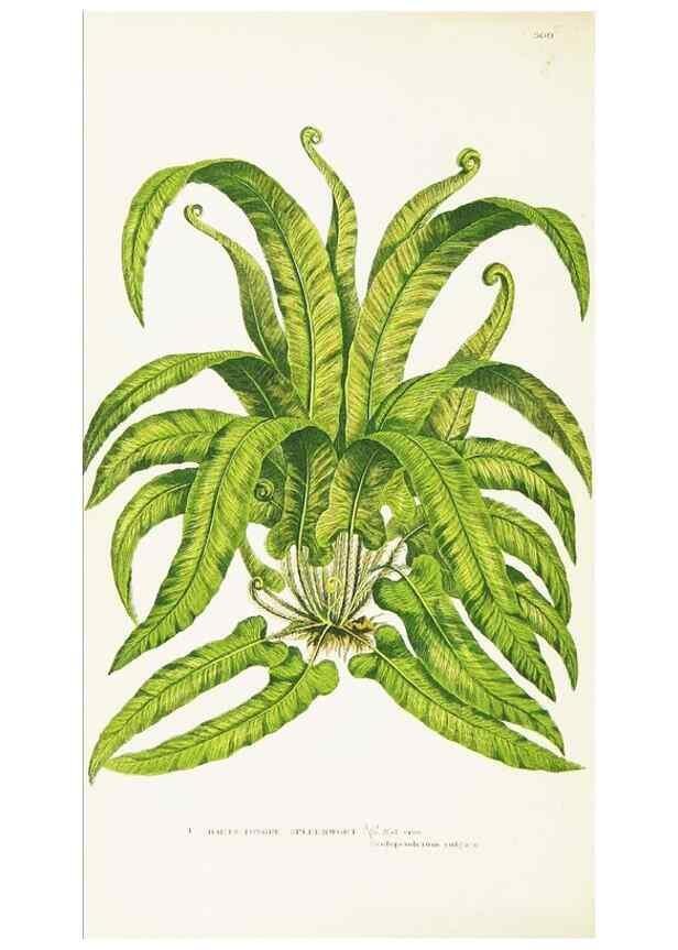 Reproducción/Reproduction 8516522464: The ferns of Great Britain, and their allies the club-mosses, pepperworts, and horsetails /. London :Printed for the Society for Promoting Christian Knowledge :[1855]