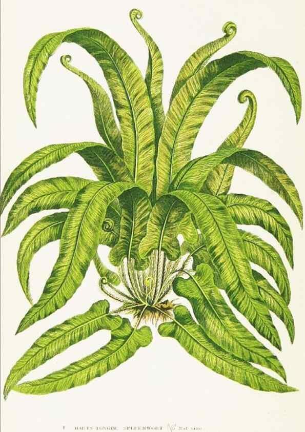 Reproducción/Reproduction 8516522464: The ferns of Great Britain, and their allies the club-mosses, pepperworts, and horsetails /. London :Printed for the Society for Promoting Christian Knowledge :[1855]