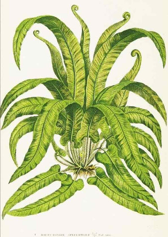 Reproducción/Reproduction 8516522464: The ferns of Great Britain, and their allies the club-mosses, pepperworts, and horsetails /. London :Printed for the Society for Promoting Christian Knowledge :[1855]