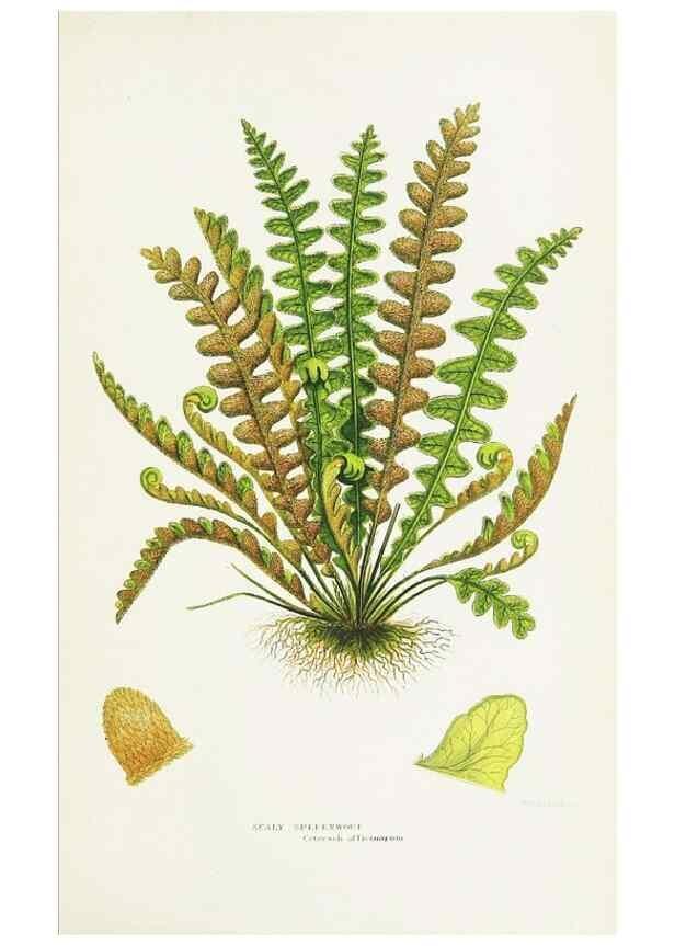 Reproducción/Reproduction 8515409243: The ferns of Great Britain, and their allies the club-mosses, pepperworts, and horsetails /. London :Printed for the Society for Promoting Christian Knowledge :[1855]