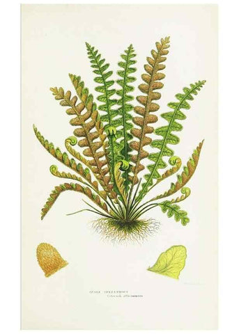 Reproducción/Reproduction 8515409243: The ferns of Great Britain, and their allies the club-mosses, pepperworts, and horsetails /. London :Printed for the Society for Promoting Christian Knowledge :[1855]