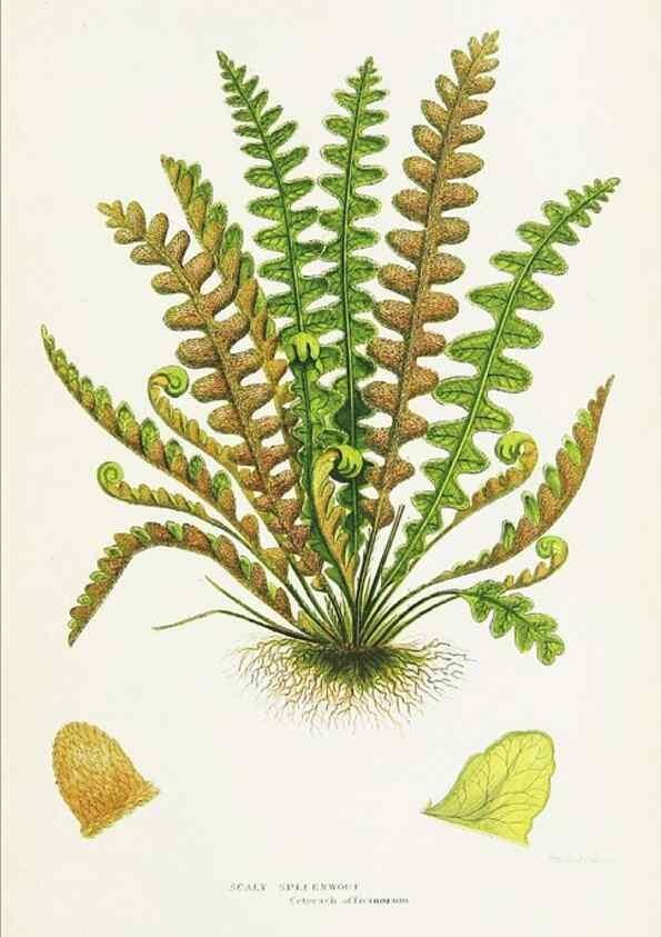 Reproducción/Reproduction 8515409243: The ferns of Great Britain, and their allies the club-mosses, pepperworts, and horsetails /. London :Printed for the Society for Promoting Christian Knowledge :[1855]