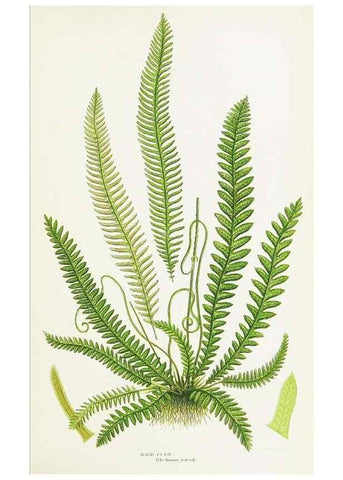Reproducción/Reproduction 8515409705: The ferns of Great Britain, and their allies the club-mosses, pepperworts, and horsetails /. London :Printed for the Society for Promoting Christian Knowledge :[1855]