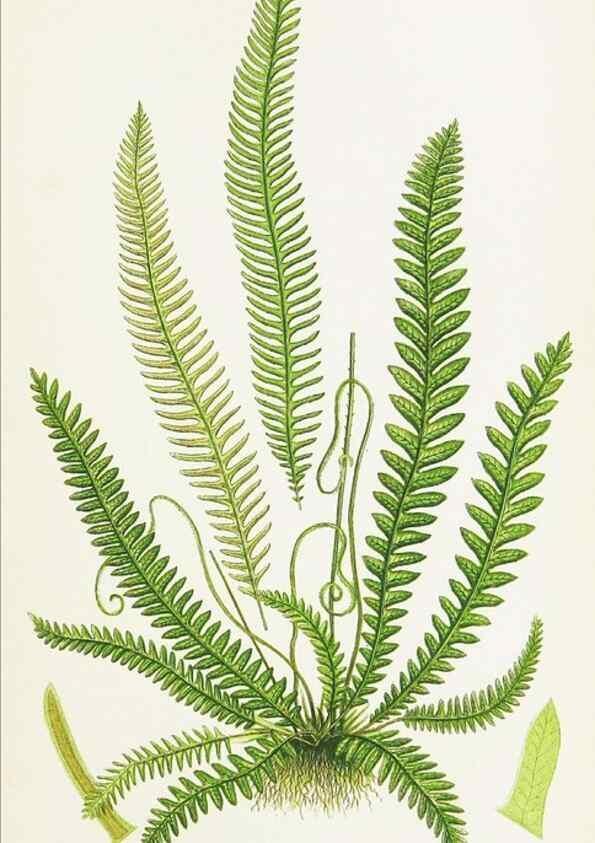 Reproducción/Reproduction 8515409705: The ferns of Great Britain, and their allies the club-mosses, pepperworts, and horsetails /. London :Printed for the Society for Promoting Christian Knowledge :[1855]