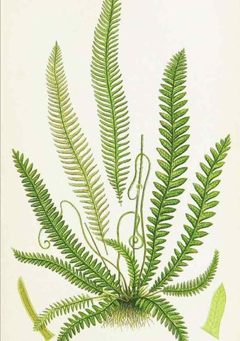 Reproducción/Reproduction 8515409705: The ferns of Great Britain, and their allies the club-mosses, pepperworts, and horsetails /. London :Printed for the Society for Promoting Christian Knowledge :[1855]