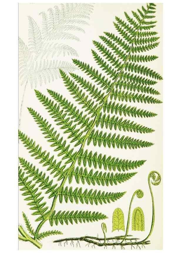 Reproducción/Reproduction 8515410317: The ferns of Great Britain, and their allies the club-mosses, pepperworts, and horsetails /. London :Printed for the Society for Promoting Christian Knowledge :[1855]