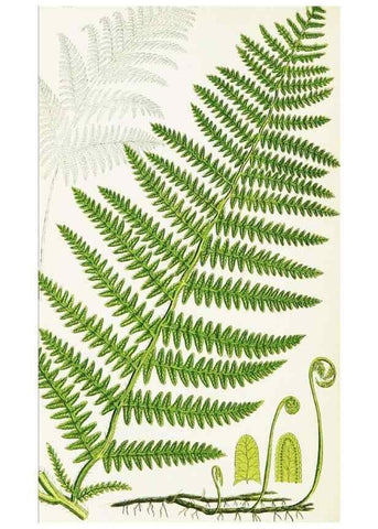 Reproducción/Reproduction 8515410317: The ferns of Great Britain, and their allies the club-mosses, pepperworts, and horsetails /. London :Printed for the Society for Promoting Christian Knowledge :[1855]