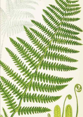 Reproducción/Reproduction 8515410317: The ferns of Great Britain, and their allies the club-mosses, pepperworts, and horsetails /. London :Printed for the Society for Promoting Christian Knowledge :[1855]