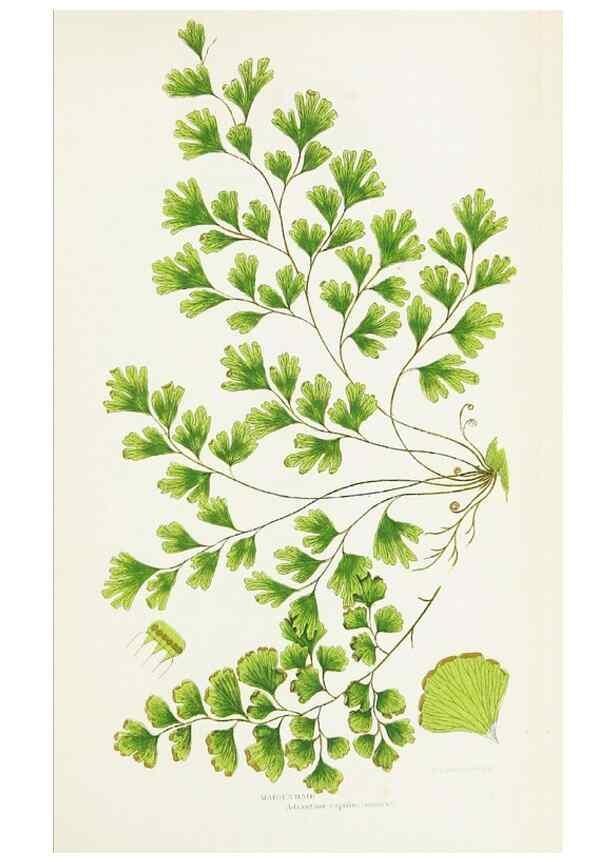 Reproducción/Reproduction 8516524620: The ferns of Great Britain, and their allies the club-mosses, pepperworts, and horsetails /. London :Printed for the Society for Promoting Christian Knowledge :[1855]