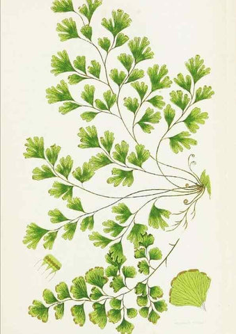 Reproducción/Reproduction 8516524620: The ferns of Great Britain, and their allies the club-mosses, pepperworts, and horsetails /. London :Printed for the Society for Promoting Christian Knowledge :[1855]