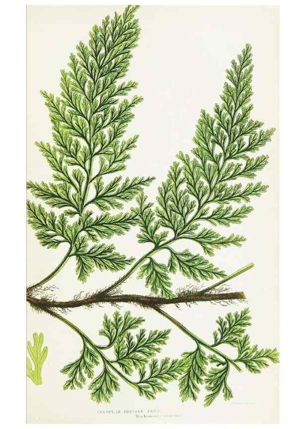 Reproducción/Reproduction 8515411419: The ferns of Great Britain, and their allies the club-mosses, pepperworts, and horsetails /. London :Printed for the Society for Promoting Christian Knowledge :[1855]