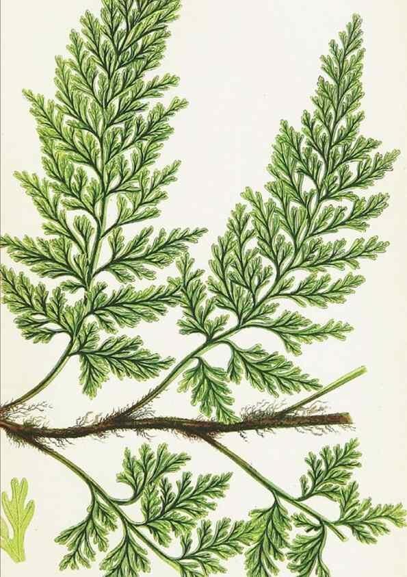 Reproducción/Reproduction 8515411419: The ferns of Great Britain, and their allies the club-mosses, pepperworts, and horsetails /. London :Printed for the Society for Promoting Christian Knowledge :[1855]