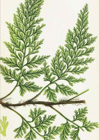 Reproducción/Reproduction 8515411419: The ferns of Great Britain, and their allies the club-mosses, pepperworts, and horsetails /. London :Printed for the Society for Promoting Christian Knowledge :[1855]