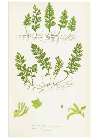 Reproducción/Reproduction 8516525630: The ferns of Great Britain, and their allies the club-mosses, pepperworts, and horsetails /. London :Printed for the Society for Promoting Christian Knowledge :[1855]