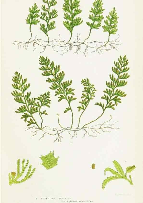 Reproducción/Reproduction 8516525630: The ferns of Great Britain, and their allies the club-mosses, pepperworts, and horsetails /. London :Printed for the Society for Promoting Christian Knowledge :[1855]