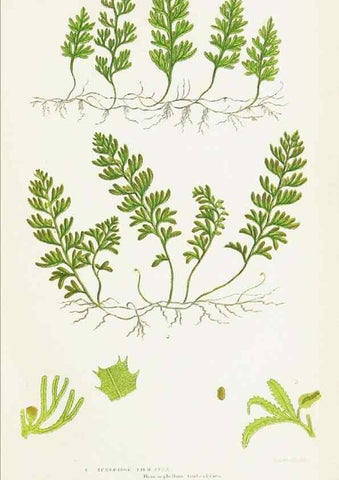 Reproducción/Reproduction 8516525630: The ferns of Great Britain, and their allies the club-mosses, pepperworts, and horsetails /. London :Printed for the Society for Promoting Christian Knowledge :[1855]
