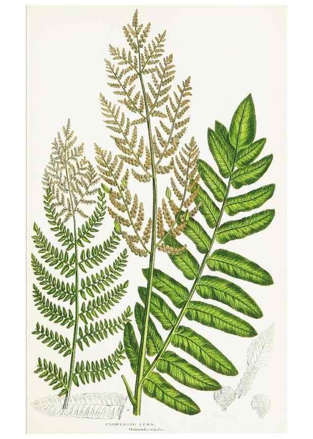 Reproducción/Reproduction 8516526210: The ferns of Great Britain, and their allies the club-mosses, pepperworts, and horsetails /. London :Printed for the Society for Promoting Christian Knowledge :[1855]