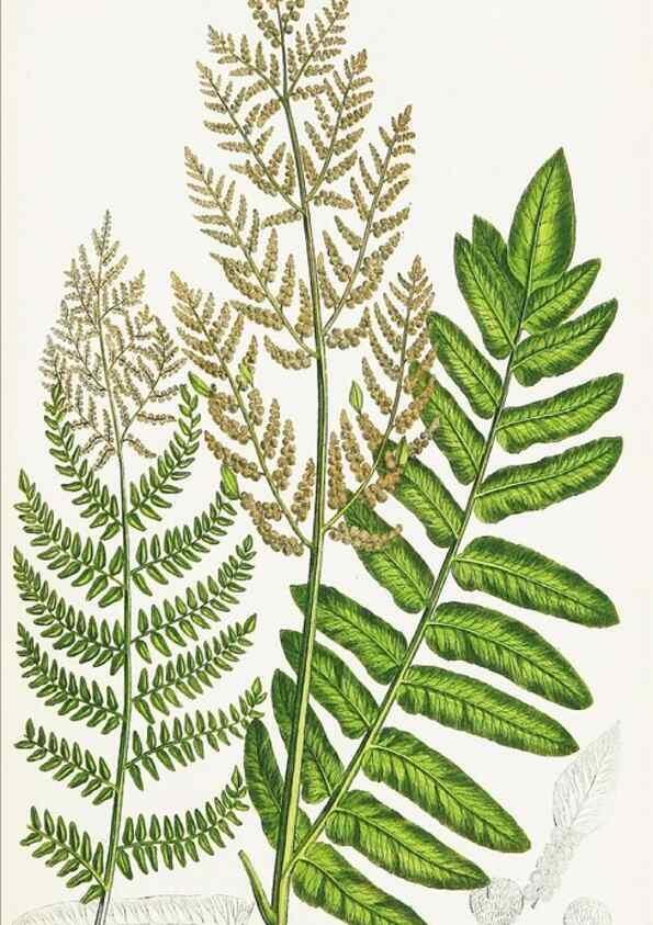Reproducción/Reproduction 8516526210: The ferns of Great Britain, and their allies the club-mosses, pepperworts, and horsetails /. London :Printed for the Society for Promoting Christian Knowledge :[1855]