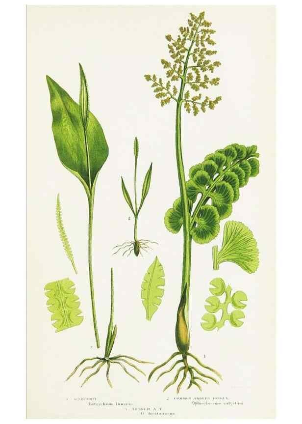 Reproducción/Reproduction 8515413051: The ferns of Great Britain, and their allies the club-mosses, pepperworts, and horsetails /. London :Printed for the Society for Promoting Christian Knowledge :[1855]