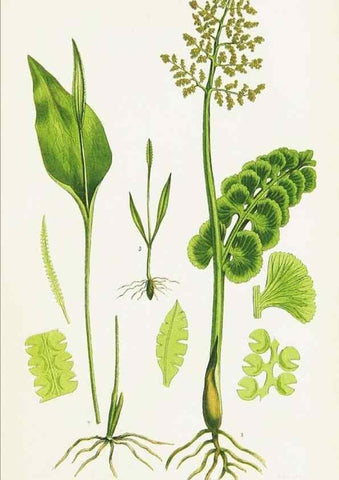 Reproducción/Reproduction 8515413051: The ferns of Great Britain, and their allies the club-mosses, pepperworts, and horsetails /. London :Printed for the Society for Promoting Christian Knowledge :[1855]