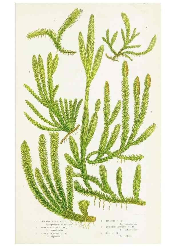 Reproducción/Reproduction 8516527488: The ferns of Great Britain, and their allies the club-mosses, pepperworts, and horsetails /. London :Printed for the Society for Promoting Christian Knowledge :[1855]