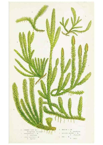 Reproducción/Reproduction 8516527488: The ferns of Great Britain, and their allies the club-mosses, pepperworts, and horsetails /. London :Printed for the Society for Promoting Christian Knowledge :[1855]