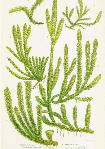 Reproducción/Reproduction 8516527488: The ferns of Great Britain, and their allies the club-mosses, pepperworts, and horsetails /. London :Printed for the Society for Promoting Christian Knowledge :[1855]