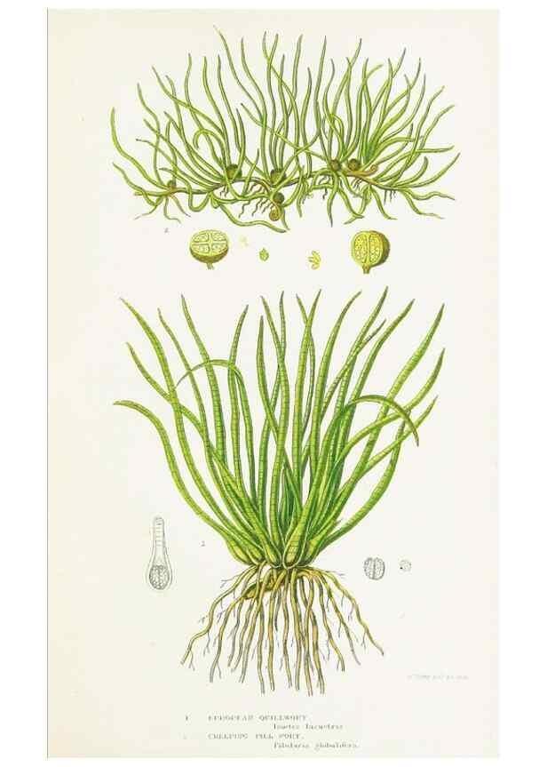 Reproducción/Reproduction 8515413989: The ferns of Great Britain, and their allies the club-mosses, pepperworts, and horsetails /. London :Printed for the Society for Promoting Christian Knowledge :[1855]