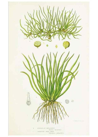 Reproducción/Reproduction 8515413989: The ferns of Great Britain, and their allies the club-mosses, pepperworts, and horsetails /. London :Printed for the Society for Promoting Christian Knowledge :[1855]