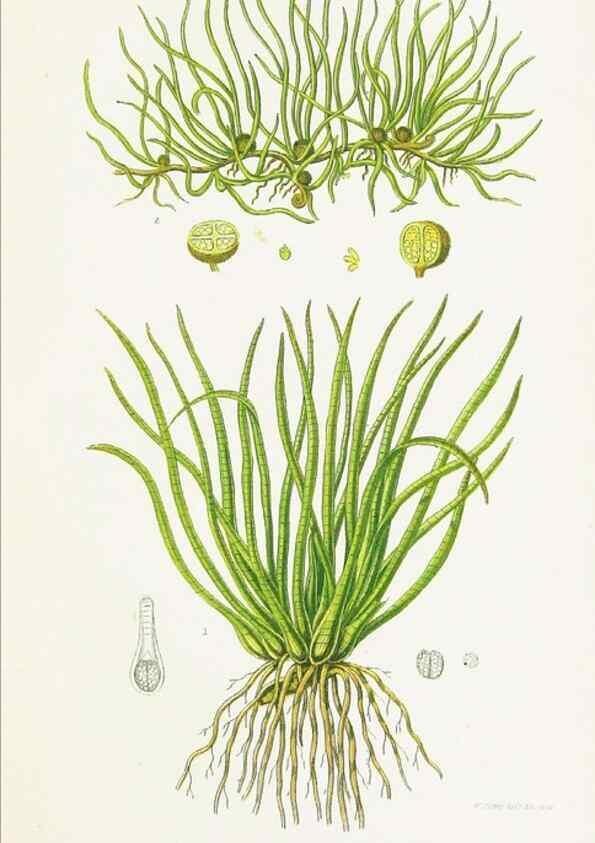 Reproducción/Reproduction 8515413989: The ferns of Great Britain, and their allies the club-mosses, pepperworts, and horsetails /. London :Printed for the Society for Promoting Christian Knowledge :[1855]