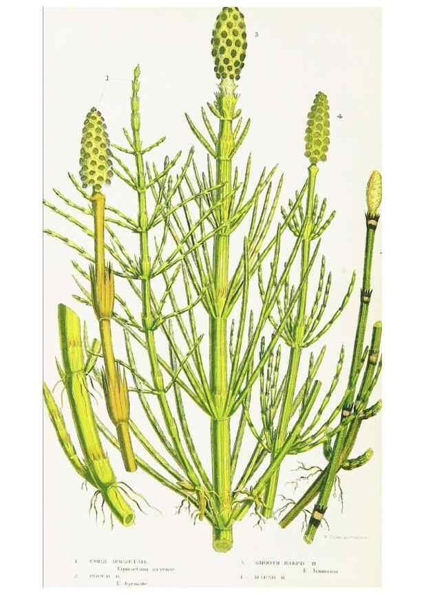 Reproducción/Reproduction 8515414457: The ferns of Great Britain, and their allies the club-mosses, pepperworts, and horsetails /. London :Printed for the Society for Promoting Christian Knowledge :[1855]