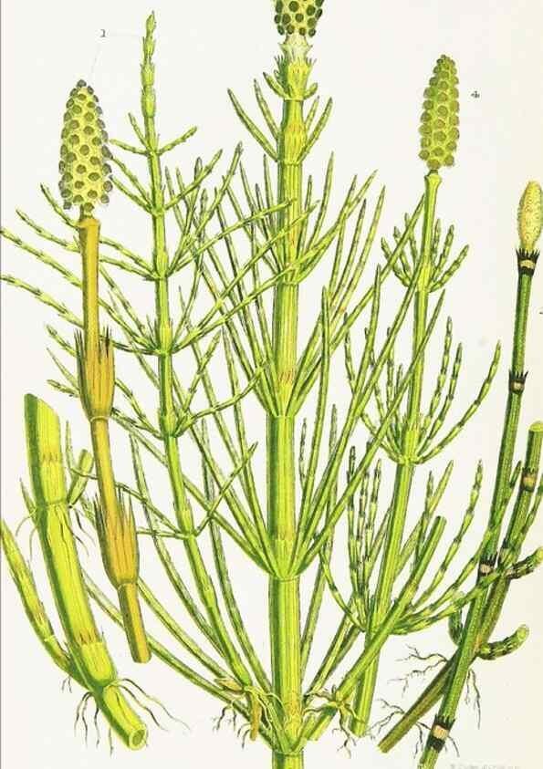 Reproducción/Reproduction 8515414457: The ferns of Great Britain, and their allies the club-mosses, pepperworts, and horsetails /. London :Printed for the Society for Promoting Christian Knowledge :[1855]