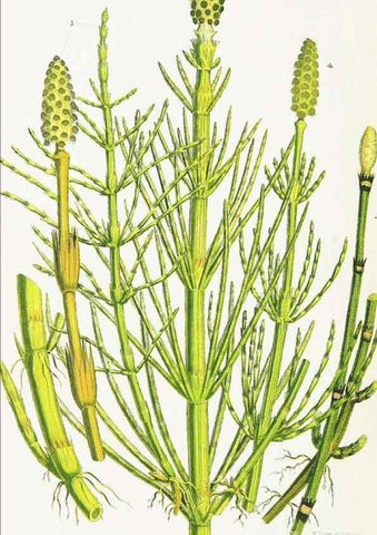 Reproducción/Reproduction 8515414457: The ferns of Great Britain, and their allies the club-mosses, pepperworts, and horsetails /. London :Printed for the Society for Promoting Christian Knowledge :[1855]
