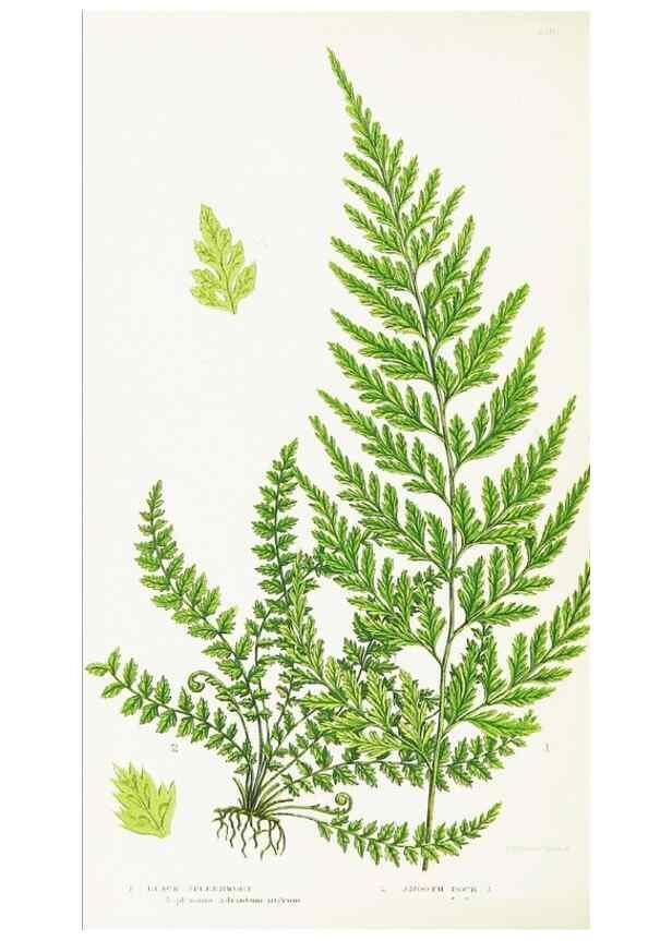 Reproducción/Reproduction 8515406077: The ferns of Great Britain, and their allies the club-mosses, pepperworts, and horsetails /. London :Printed for the Society for Promoting Christian Knowledge :[1855]