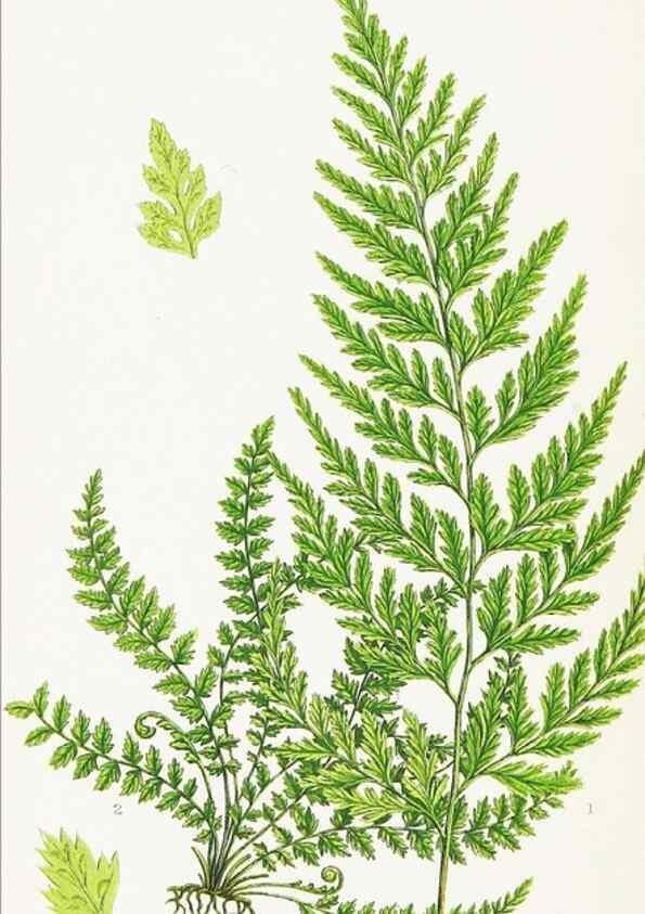 Reproducción/Reproduction 8515406077: The ferns of Great Britain, and their allies the club-mosses, pepperworts, and horsetails /. London :Printed for the Society for Promoting Christian Knowledge :[1855]