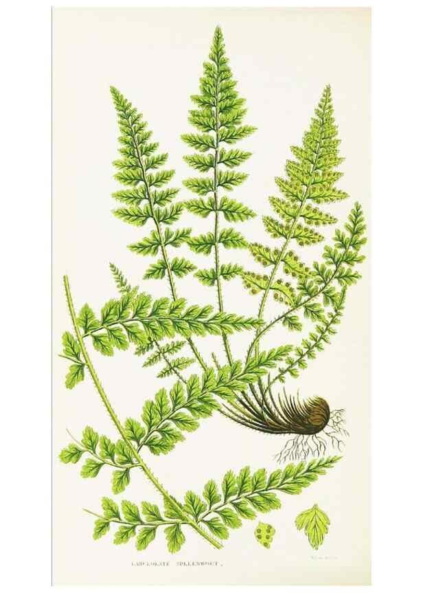 Reproducción/Reproduction 8516519186: The ferns of Great Britain, and their allies the club-mosses, pepperworts, and horsetails /. London :Printed for the Society for Promoting Christian Knowledge :[1855]