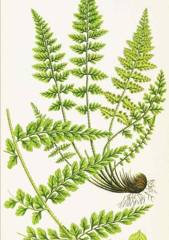 Reproducción/Reproduction 8516519186: The ferns of Great Britain, and their allies the club-mosses, pepperworts, and horsetails /. London :Printed for the Society for Promoting Christian Knowledge :[1855]