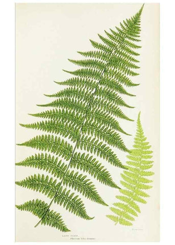 Reproducción/Reproduction 8516518682: The ferns of Great Britain, and their allies the club-mosses, pepperworts, and horsetails /. London :Printed for the Society for Promoting Christian Knowledge :[1855]