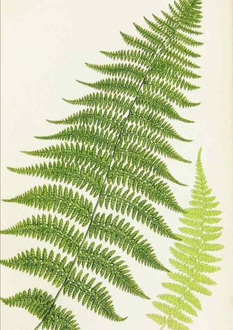 Reproducción/Reproduction 8516518682: The ferns of Great Britain, and their allies the club-mosses, pepperworts, and horsetails /. London :Printed for the Society for Promoting Christian Knowledge :[1855]