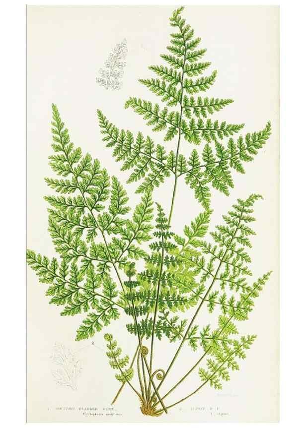 Reproducción/Reproduction 8516517812: The ferns of Great Britain, and their allies the club-mosses, pepperworts, and horsetails /. London :Printed for the Society for Promoting Christian Knowledge :[1855]