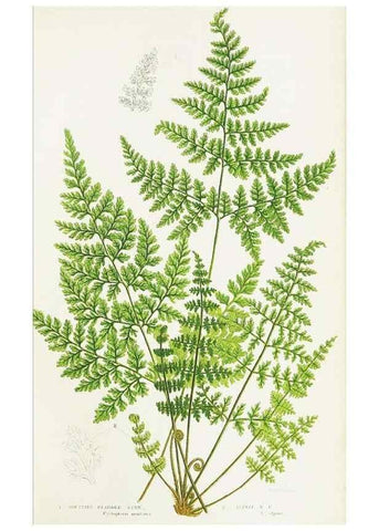 Reproducción/Reproduction 8516517812: The ferns of Great Britain, and their allies the club-mosses, pepperworts, and horsetails /. London :Printed for the Society for Promoting Christian Knowledge :[1855]