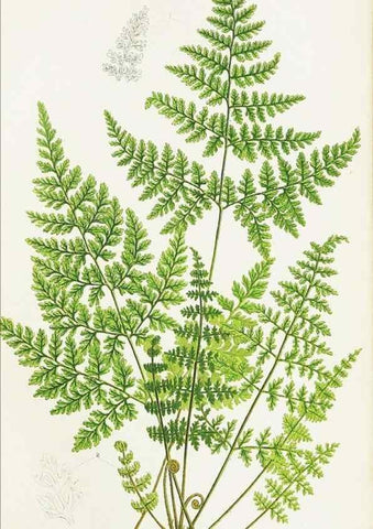 Reproducción/Reproduction 8516517812: The ferns of Great Britain, and their allies the club-mosses, pepperworts, and horsetails /. London :Printed for the Society for Promoting Christian Knowledge :[1855]