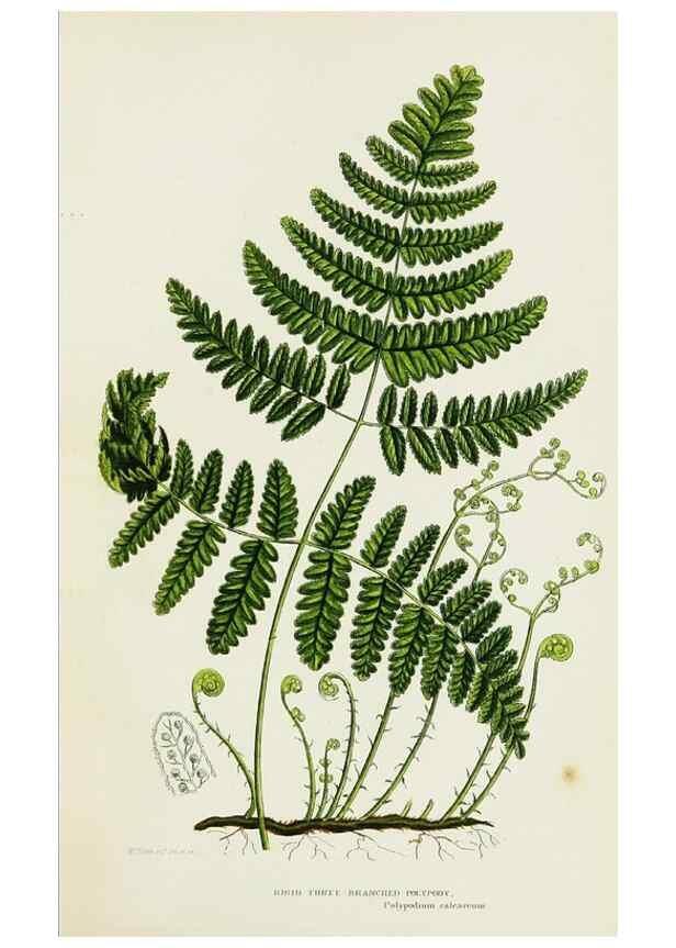 Reproducción/Reproduction 8516508082: The ferns of Great Britain, and their allies the club-mosses, pepperworts, and horsetails /. London :Printed for the Society for Promoting Christian Knowledge :[1855]