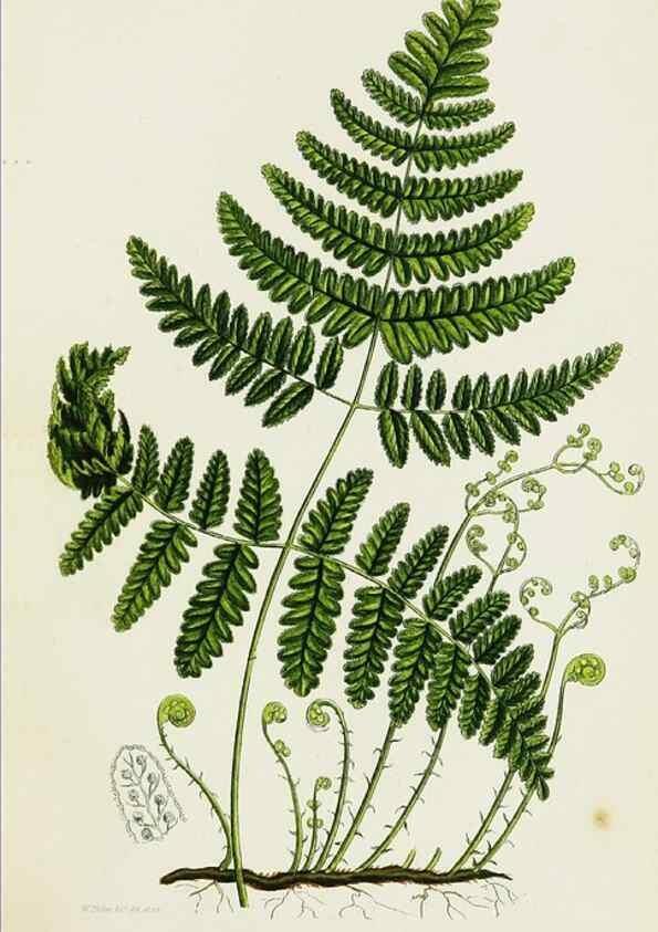 Reproducción/Reproduction 8516508082: The ferns of Great Britain, and their allies the club-mosses, pepperworts, and horsetails /. London :Printed for the Society for Promoting Christian Knowledge :[1855]