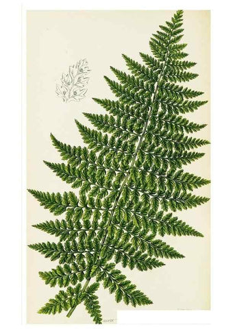 Reproducción/Reproduction 8516508900: The ferns of Great Britain, and their allies the club-mosses, pepperworts, and horsetails /. London :Printed for the Society for Promoting Christian Knowledge :[1855]