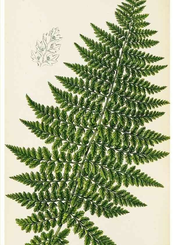 Reproducción/Reproduction 8516508900: The ferns of Great Britain, and their allies the club-mosses, pepperworts, and horsetails /. London :Printed for the Society for Promoting Christian Knowledge :[1855]