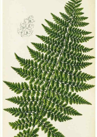 Reproducción/Reproduction 8516508900: The ferns of Great Britain, and their allies the club-mosses, pepperworts, and horsetails /. London :Printed for the Society for Promoting Christian Knowledge :[1855]