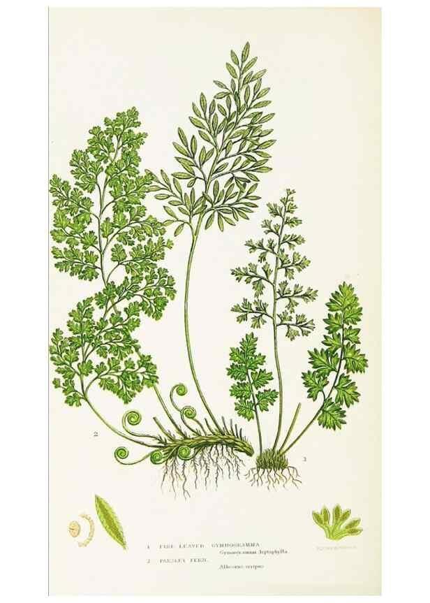 Reproducción/Reproduction 8516509396: The ferns of Great Britain, and their allies the club-mosses, pepperworts, and horsetails /. London :Printed for the Society for Promoting Christian Knowledge :[1855]