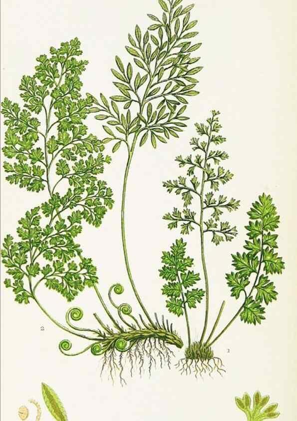 Reproducción/Reproduction 8516509396: The ferns of Great Britain, and their allies the club-mosses, pepperworts, and horsetails /. London :Printed for the Society for Promoting Christian Knowledge :[1855]