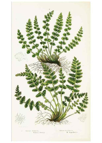 Reproducción/Reproduction 8516510064: The ferns of Great Britain, and their allies the club-mosses, pepperworts, and horsetails /. London :Printed for the Society for Promoting Christian Knowledge :[1855]